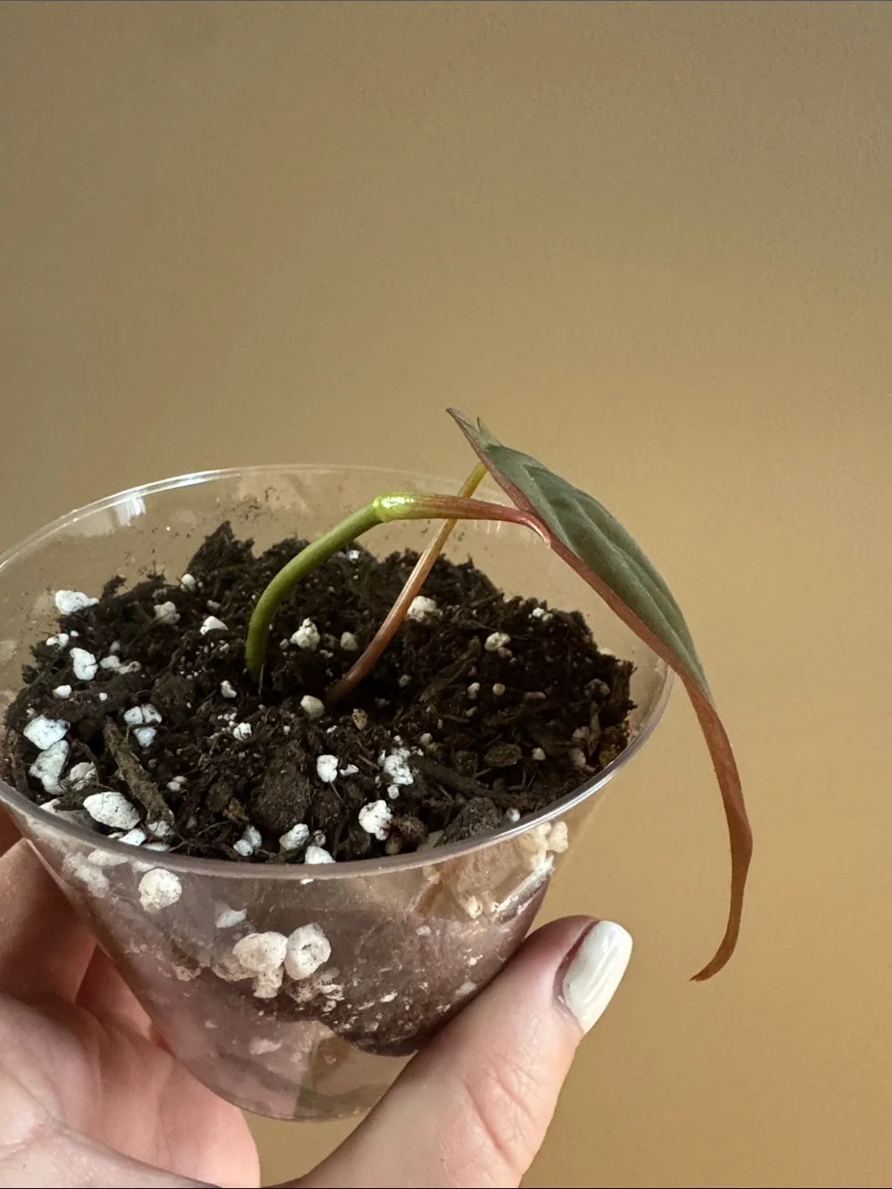 Philodendron 'Micans' - Rooted
